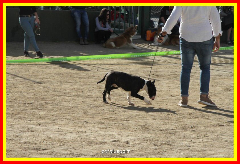 180311 mostra_canina 070.jpg